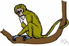 bonnet macaque - Indian macaque with a bonnet-like tuft of hair