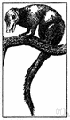 Tupaia - the type genus of the Tupaia: chief genus of tree shrews