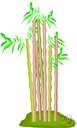 common bamboo - extremely vigorous bamboo having thin-walled culms striped green and yellow