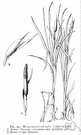 Typhaceae - perennial marsh plants with creeping rootstocks and long linear leaves