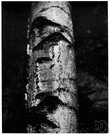 Betula populifolia - medium-sized birch of eastern North America having white or pale grey bark and valueless wood
