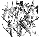 rough bindweed - creeping or climbing evergreen having spiny zigzag stems with shiny leaves and racemes of pale-green flowers