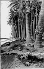 palm kernel - seed of any oil palm