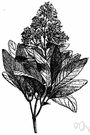 Cinchona ledgeriana - Peruvian shrub or small tree having large glossy leaves and cymes of fragrant yellow to green or red flowers