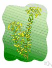 wood spurge - European perennial herb with greenish yellow terminal flower clusters
