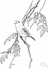 Dendroica petechia - yellow-throated American wood warbler