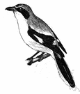 shrike - any of numerous Old World birds having a strong hooked bill that feed on smaller animals