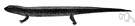 Plethodon - type genus of the Plethodontidae