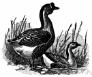 Anser cygnoides - very large wild goose of northeast Asia