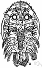 order Branchiura - copepods with suctorial mouthparts