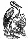 Ciconia ciconia - the common stork of Europe