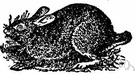 swamp rabbit - a wood rabbit of southeastern United States swamps and lowlands