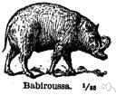 Babiroussa - Indonesian wild pig with enormous curved canine teeth