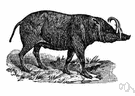 Babiroussa - Indonesian wild pig with enormous curved canine teeth