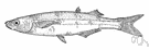 Atherinopsis - a genus of Atherinidae