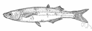 genus Atherinopsis - a genus of Atherinidae