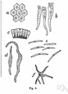 gray substance - greyish nervous tissue containing cell bodies as well as fibers