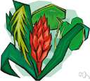 monocarpous plant - a plant that bears fruit once and dies