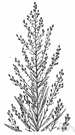Conyza canadensis - common North American weed with linear leaves and small discoid heads of yellowish flowers