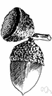 swamp oak - large deciduous oak of the eastern United States with a flaky bark and leaves that have fewer lobes than other white oaks