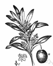 Olea europaea - evergreen tree cultivated in the Mediterranean region since antiquity and now elsewhere
