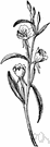 Oenothera fruticosa - a day-flowering biennial or perennial of the genus Oenothera