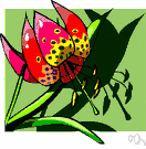 leopard lily - lily of western United States having orange-red to crimson maroon-spotted flowers