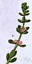 Polygalaceae - trees, shrubs, and herbs widely distributed throughout both hemispheres