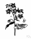 Borago officinalis - hairy blue-flowered European annual herb long used in herbal medicine and eaten raw as salad greens or cooked like spinach