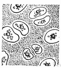 megakaryocytic - of or pertaining to large bone marrow cells