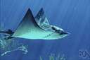 genus Aetobatus - a genus of Myliobatidae