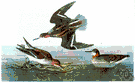 Lobipes lobatus - breeds in Arctic regions of Old and New Worlds
