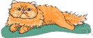 Maltese cat - a term applied indiscriminately in the United States to any short-haired bluish-grey cat