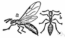 Monomorium - a genus of Formicidae