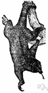 Edentata - order of mammals having few or no teeth including: New World anteaters