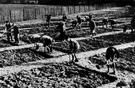 victory garden - a kitchen garden planted during wartime to relieve food shortages