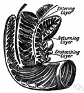 intestine - the part of the alimentary canal between the stomach and the anus