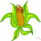 corn cob - the hard cylindrical core that bears the kernels of an ear of corn