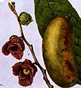 genus Asimina - pawpaw