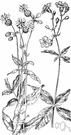 Silene uniflora - perennial of Arctic Europe having large white flowers with inflated calyx
