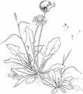 Taraxacum officinale - Eurasian plant widely naturalized as a weed in North America