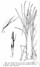 nailrod - tall marsh plant with cylindrical seed heads that explode when mature shedding large quantities of down