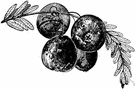 American cranberry - trailing red-fruited plant