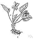 horned violet