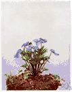 Johnny-jump-up - common violet of the eastern United States with large pale blue or purple flowers resembling pansies