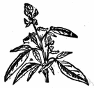 semaphore plant - erect tropical Asian shrub whose small lateral leaflets rotate on their axes and jerk up and down under the influence of sunshine