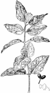 fly honeysuckle - erect deciduous North American shrub with yellow-white flowers