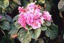 Saintpaulia ionantha - tropical African plant cultivated as a houseplant for its violet or white or pink flowers
