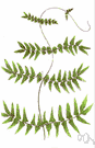 Lygodium - chiefly tropical climbing ferns