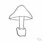 Volvaria - agarics having pink spores and a distinct volva